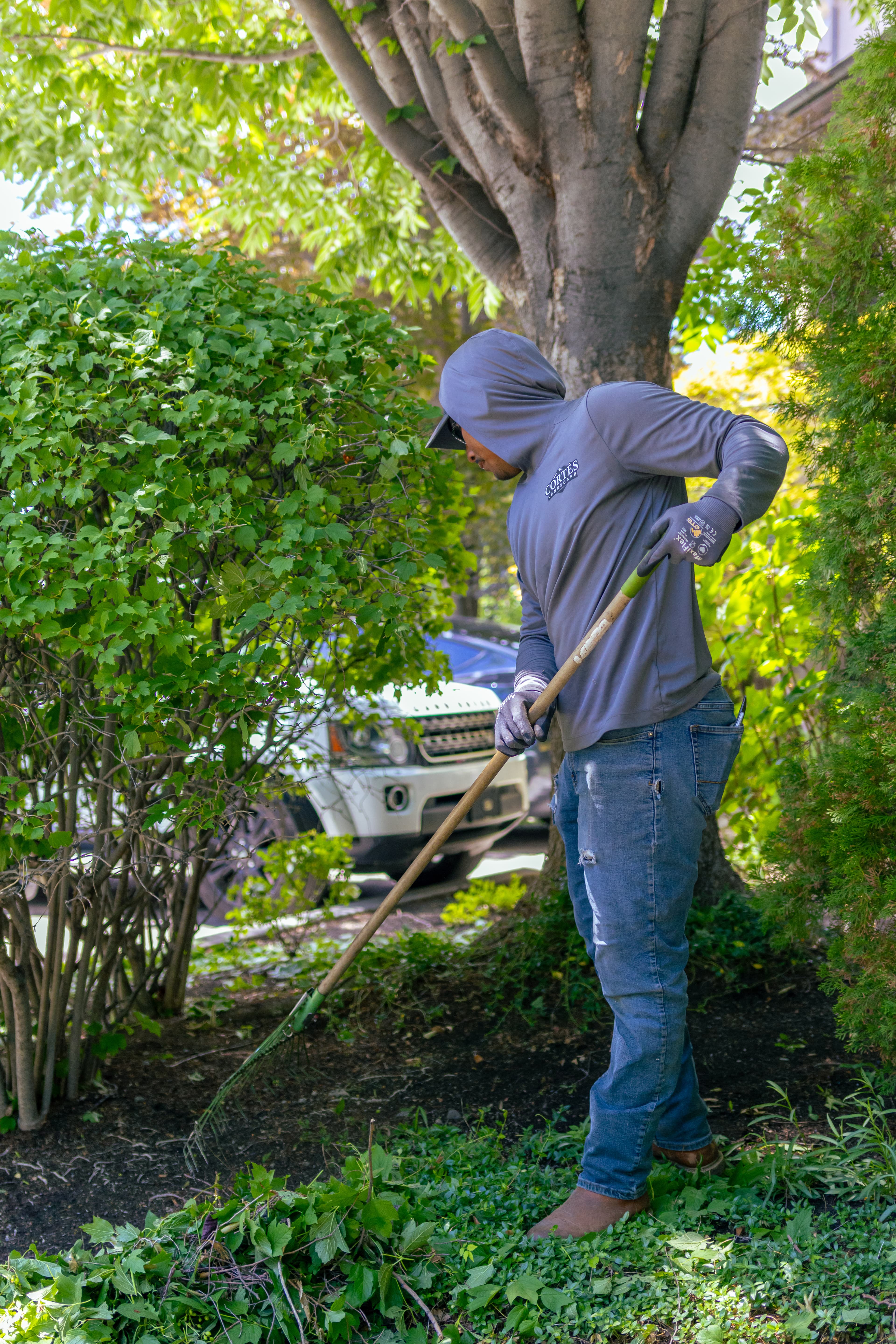 A landscaper in a grey hoodie rakes green plant debris from a garden bed.
